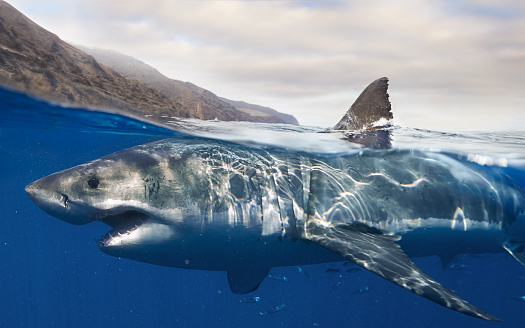 great white shark surfacing